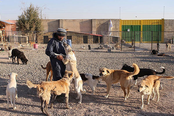 فعالیت‌های مستمر اکیپ‌های جمع‌آوری سگ‌های ولگرد در قم/مسئولان برای انتقال دامداری‌ها به خارج شهر کمک کنند